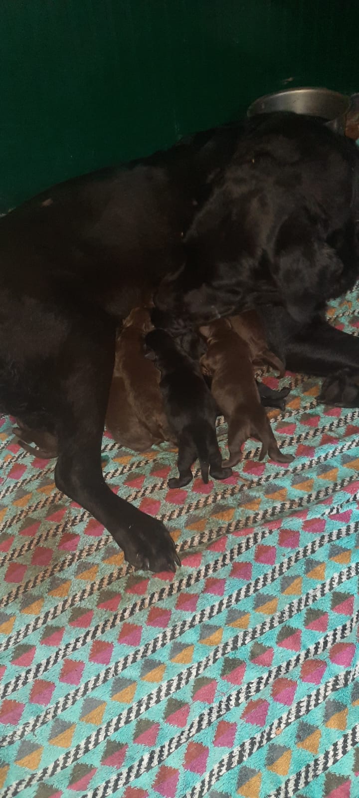 cucciolata nata 5 Agosto 2025